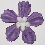 prima flower with  center